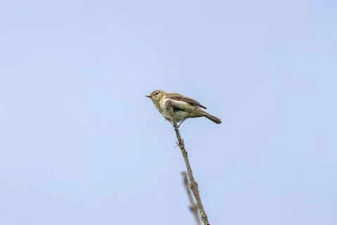 Common Chiffchaff perched at the tip of a twig against blue sky Stock Photos