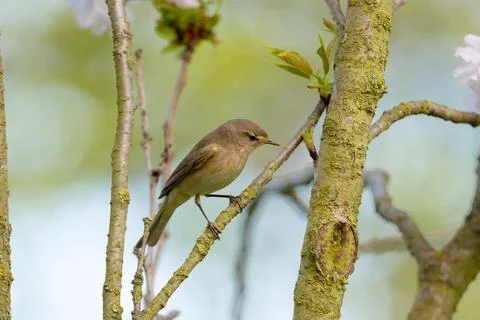 Common Chiffchaff Perched In Tree Stock Photos