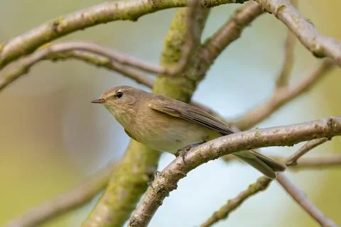 Common Chiffchaff Perched In Tree Stock Photos