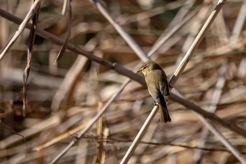 Common chiffchaff Stock Photos