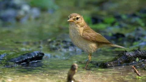 Common chiffchaff (Phylloscopus collybita) bathing Stock Footage 91590160