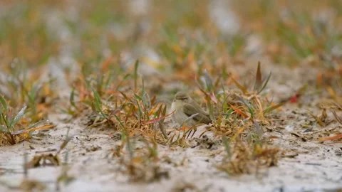 Common chiffchaff (Phylloscopus collybita), bird on the ground Video stock 171243017