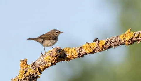 Common chiffchaff, Phylloscopus collybita. The bird sits on a beautiful branc Stock Photos