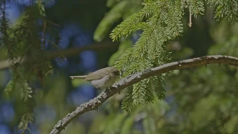 Common chiffchaff (Phylloscopus collybita) chirping on a branch 動画素材 342591123