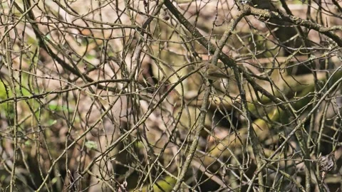 Common chiffchaff (Phylloscopus collybita) flyin off a branch in slow motion Stock Footage 338346314