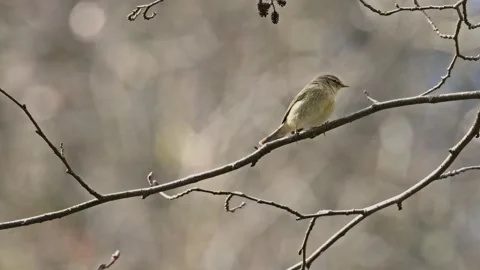 Common chiffchaff (Phylloscopus collybita) flyin off a branch in slow motion 库存影片 347151497