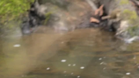 Common chiffchaff (Phylloscopus collybita) jumping and flying at a creek 動画素材 338011753