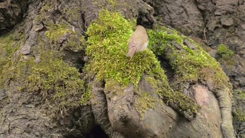 Common chiffchaff (Phylloscopus collybita) jumping at a creek 動画素材 339078650