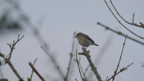 Common Chiffchaff (Phylloscopus Collybita) Male Singing Stock Footage 336946833