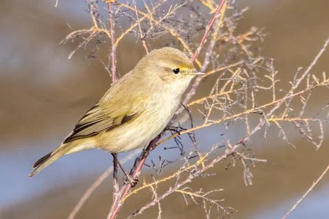 Common chiffchaff (Phylloscopus collybita) perched in a branch and starting to f Stock Photos