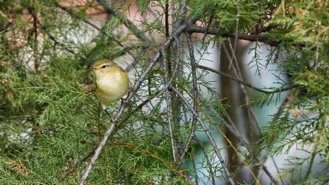 Common Chiffchaff Phylloscopus collybita Stock Photos