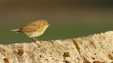 Common Chiffchaff Phylloscopus collybita Stock Photos