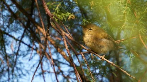 Common Chiffchaff Phylloscopus collybita Stock Photos