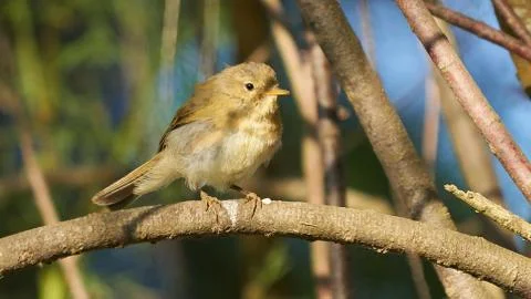 Common Chiffchaff Phylloscopus collybita Stock Photos