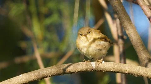 Common Chiffchaff Phylloscopus collybita Stock Photos