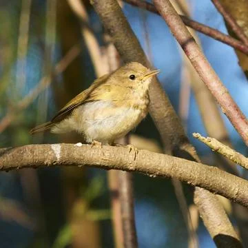 Common Chiffchaff Phylloscopus collybita Stock Photos