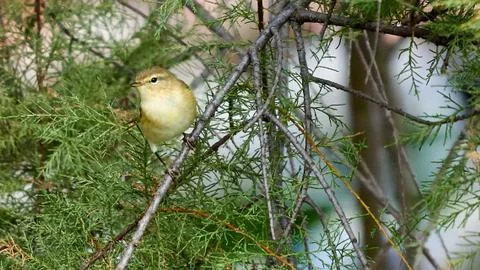Common Chiffchaff Phylloscopus collybita Stock Photos