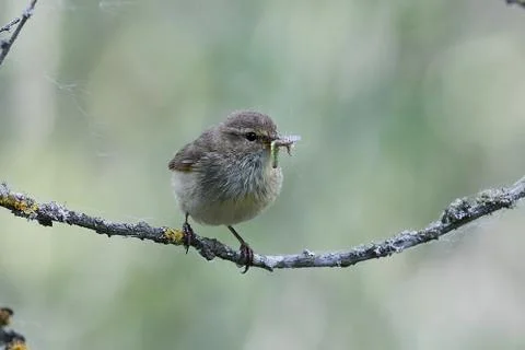 Common chiffchaff (Phylloscopus collybita) Stock Photos