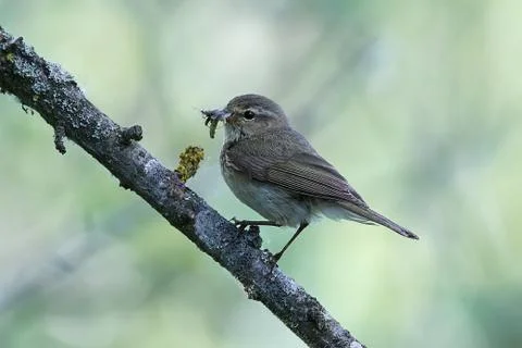 Common chiffchaff (Phylloscopus collybita) Foto stock