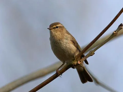 Common chiffchaff (Phylloscopus collybita) Stock Photos