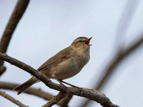Common chiffchaff (Phylloscopus collybita) Stock Photos