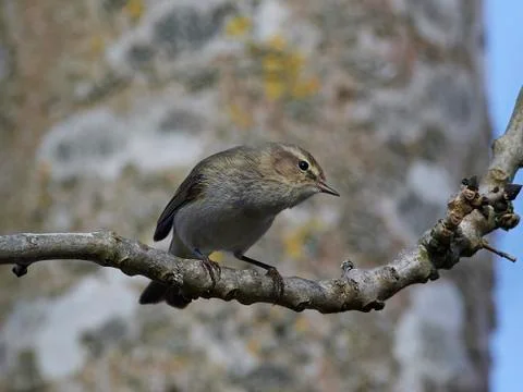 Common chiffchaff (Phylloscopus collybita) Stock Photos