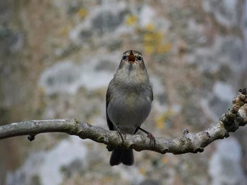 Common chiffchaff (Phylloscopus collybita) Stock Photos