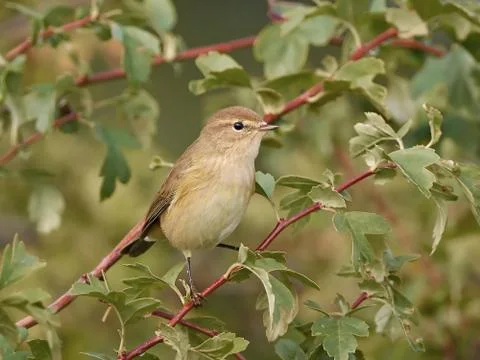 Common Chiffchaff (Phylloscopus collybita) Stock Photos