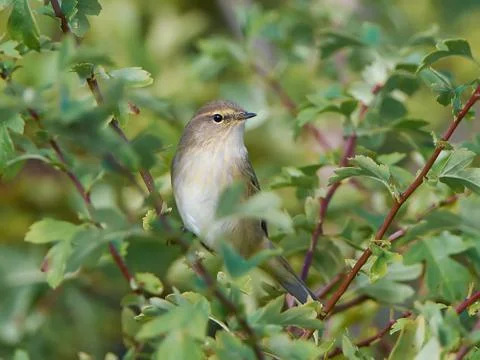 Common Chiffchaff (Phylloscopus collybita) Stock Photos