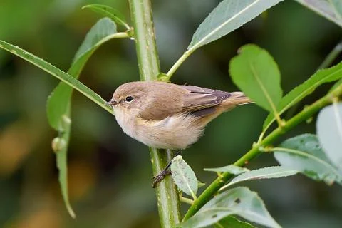 Common Chiffchaff (Phylloscopus collybita) Stock Photos