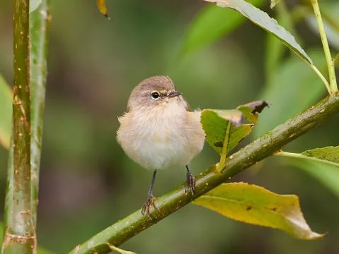 Common Chiffchaff (Phylloscopus collybita) Stock Photos