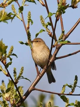 Common Chiffchaff (Phylloscopus collybita) Stock Photos