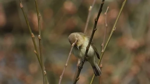 Common Chiffchaff (Phylloscopus collybita ) Singing Stock Footage 172499795