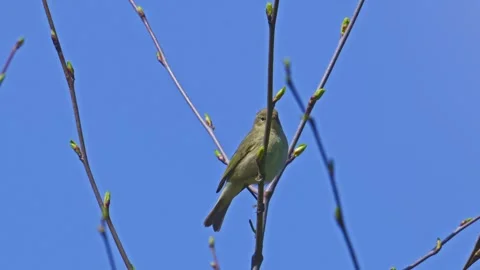Common chiffchaff (Phylloscopus collybita) singing on a branch Stock-Footage 340413367
