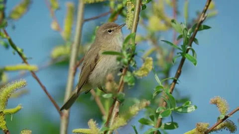 Common chiffchaff (Phylloscopus collybita) singing, bird song Stock Footage 341867468