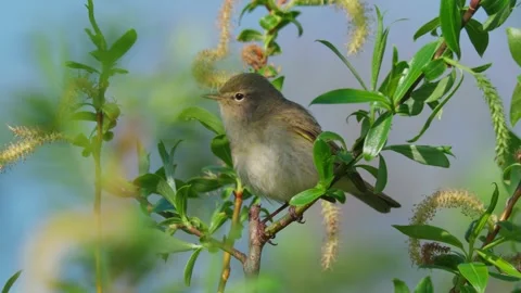 Common chiffchaff (Phylloscopus collybita) singing, bird song Stock Footage 341867630