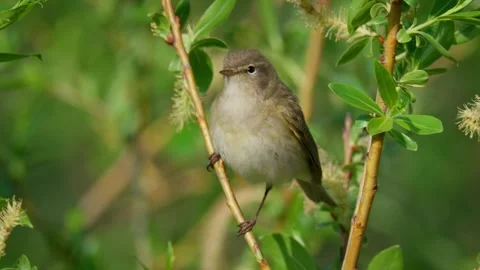 Common chiffchaff (Phylloscopus collybita) singing, bird song Stock Footage 341867639