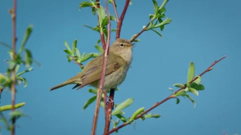 Common chiffchaff (Phylloscopus collybita) singing, bird song Stock Footage 341867887