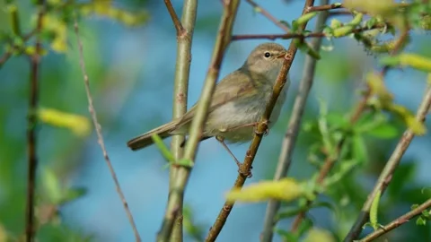 Common chiffchaff (Phylloscopus collybita) singing, bird song Stock Footage 341867991