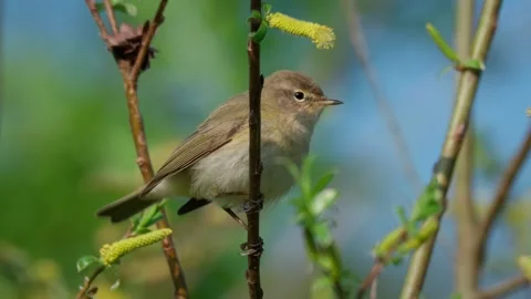 Common chiffchaff (Phylloscopus collybita) singing, bird song Stock Footage 341868108