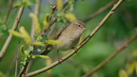 Common chiffchaff (Phylloscopus collybita) singing, bird song Stock Footage 341868171