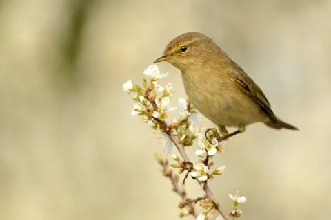 Common Chiffchaff (Phylloscopus collybita) sitting on the blooming branch wit Stock Photos