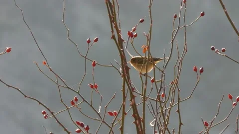 Common chiffchaff, Phylloscopus collybita, Spain Stock Footage 234430492