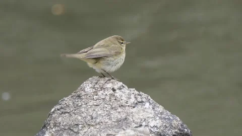 Common chiffchaff, Phylloscopus collybita, Spain Stock Footage 234430538