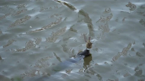 Common chiffchaff , Phylloscopus collybita, spain Stock Footage 234430594