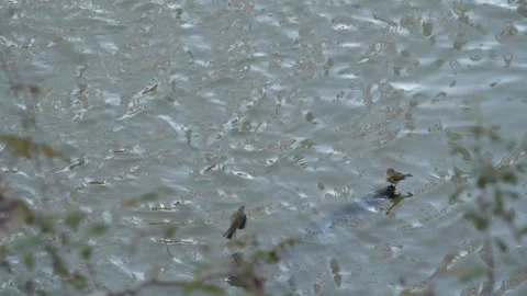Common chiffchaff, Phylloscopus collybita, Spain Stock Footage 234430681