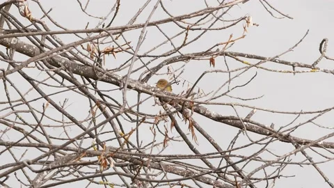 Common chiffchaff, Phylloscopus collybita, Spain Stock Footage 234430709