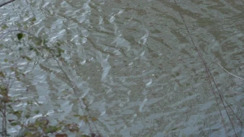 Common chiffchaff, Phylloscopus collybita, Spain Stock Footage 234430890