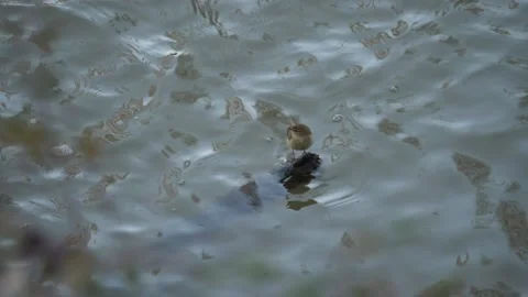 Common chiffchaff, Phylloscopus collybita, Spain Stock Footage 234430990