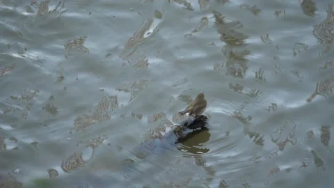 Common chiffchaff, Phylloscopus collybita, Spain Stock Footage 234431230